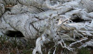 12 twisted pine 4 (The Plateau)