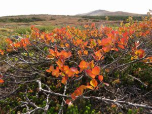 14 red birch (The Plateau)