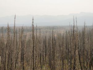 14 top of hill PM (Smoky September)