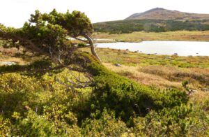 15 blown pine (The Plateau)