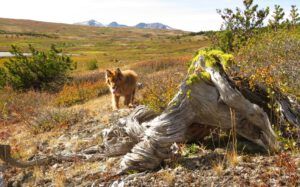 16 harry (The Plateau)