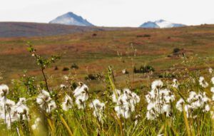 17 cottongrass and PP (The Plateau)