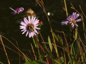 20 aster and bee (The Plateau)