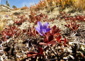 21 harebell (The Plateau)