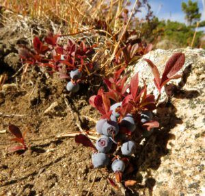22 blueberries (The Plateau)