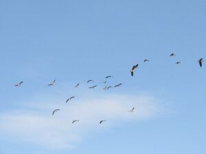 37 geese all over. (The Plateau)