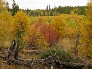 4 colour started (Preparing for Harry’s Book Tour)