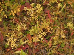 6 ground colour (Preparing for Harry’s Book Tour)