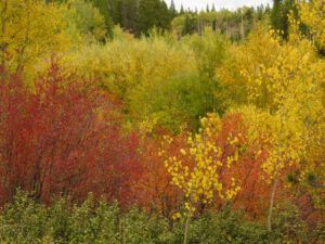 7 buckbrush (Preparing for Harry’s Book Tour)