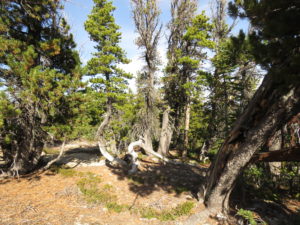 8 NT forest (The Plateau)