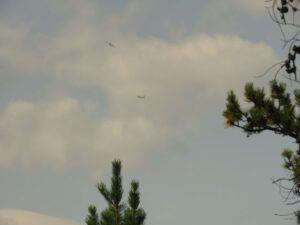 8 bombers (Life Goes On)