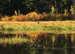 9 pond and mallards (Preparing for Harry’s Book Tour)