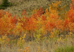 IMG_6764 (To Town Again and the Precipice.)