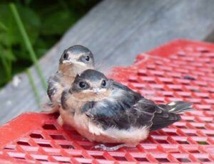 baby swallows (Life Goes On)