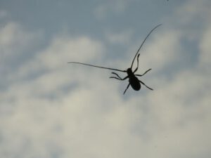 beetle (Life Goes On)