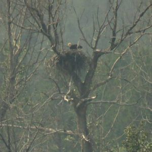 eagle on nest (Life Goes On)