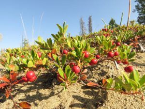 kinikinnick (Life Goes On)