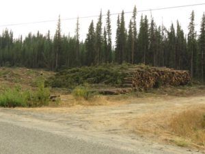 logged fireguard (Life Goes On)