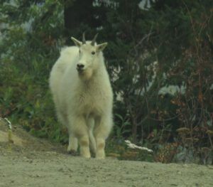 x goat (Smoky September)