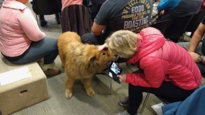 1 famous harry (Wilderness Dog Tells All – Part One)