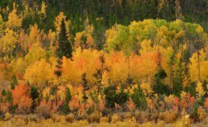 10 redstone (Wilderness Dog Tells All – Part One)