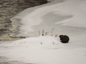 beaver (November)
