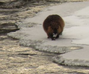 beaver 2a (November)