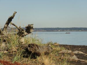 19a sea lions best (Wilderness Dog Tells All – Part One)