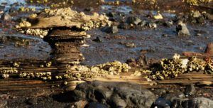 21 sea change (Wilderness Dog Tells All – Part One)