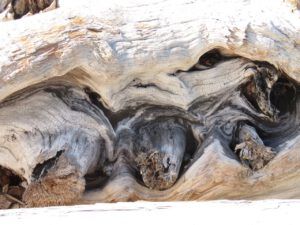 25 drift log (Wilderness Dog Tells All – Part One)