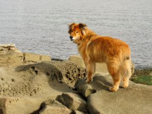 26 gabe rocks (Wilderness Dog Tells All – Part One)