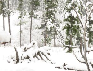 falling snow 2 (November)