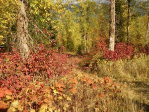 30 p[emberton colour (Famous Harry Part Two)