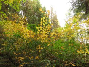 32 Nth Van (Famous Harry Part Two)