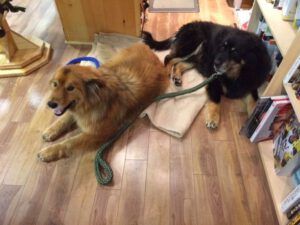 34 ladner book store (Famous Harry Part Two)