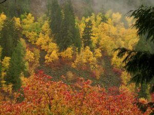 36 Manning colour (Famous Harry Part Two)