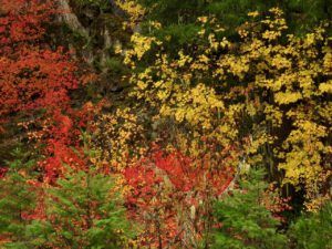 37 manning colour 2 (Famous Harry Part Two)