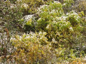 38 snow (Famous Harry Part Two)