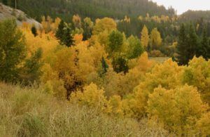 4 colour 1 (Wilderness Dog Tells All – Part One)