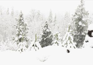 4 wet snow falling (November)