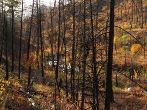 40 peachland burn best (Famous Harry Part Two)