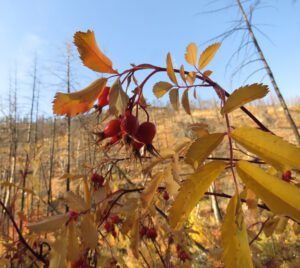 41 rosehips (Famous Harry Part Two)