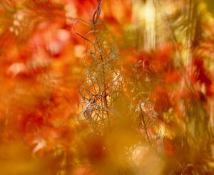 42 fireweed seedheads (Famous Harry Part Two)