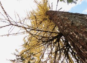 44 single larch (Famous Harry Part Two)