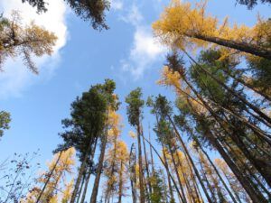 45 torches (Famous Harry Part Two)