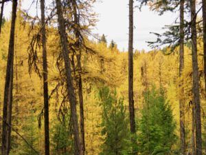 46 mass (Famous Harry Part Two)