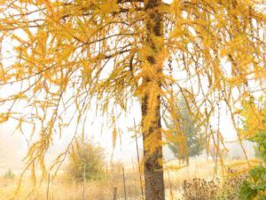 48 salmon arm larch (Famous Harry Part Two)