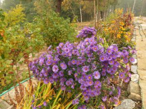 49 gudie’s garden (Famous Harry Part Two)