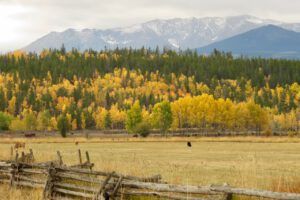 5 Tatla (Wilderness Dog Tells All – Part One)