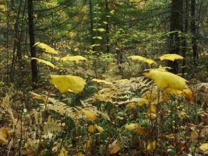 51 woods (Famous Harry Part Two)